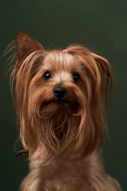 Retrato de Yorkshire Terrier, close-up. Filhote de cachorro bonito de Yorkshire Terrier posando em um fundo verde.