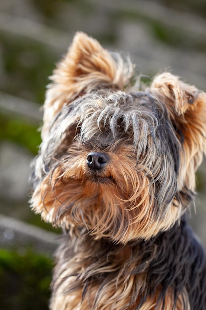 retrato de yorkshire terrier com cabelo longo desgrenhado Conceito de cuidados com animais de estimação