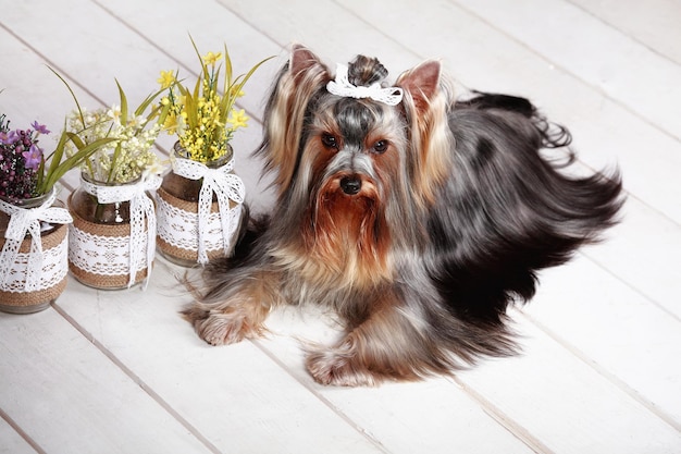 Retrato de Yorkshire Terrier no chão branco