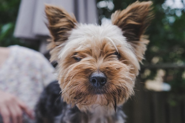 Retrato de Yorkshire terrier