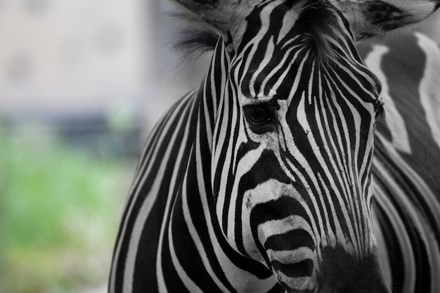 Retrato de zebra em uma pastagem.