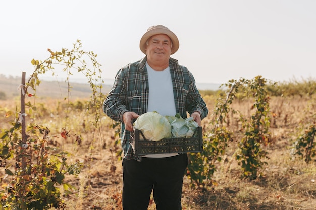 Retrato de la dedicación agrícola del agricultor anciano y su abundante cosecha de repollo en el campo