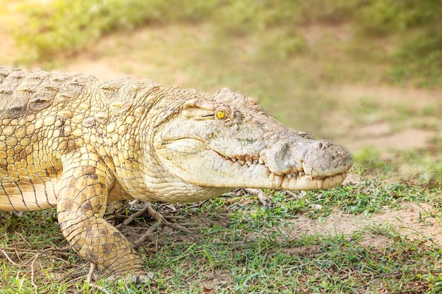 Retrato de depredador de reptiles cocodrilo con dientes afilados y ojos de color amarillo brillante caminando en la sabana