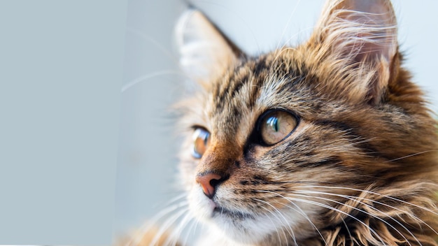 Retrato detalhado de um gato doméstico listrado cinzaImagem para sites de clínicas veterinárias sobre gatos para comida de gato