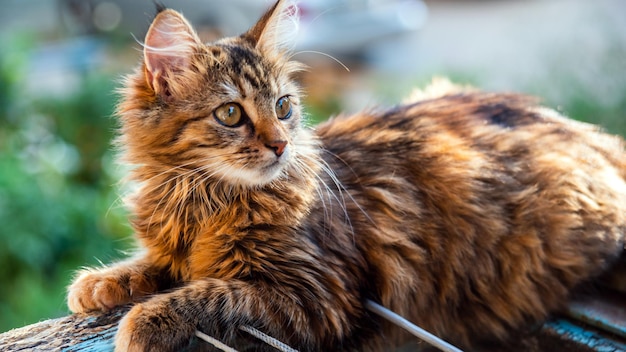 Foto retrato detalhado de um gato doméstico listrado cinzaimagem para sites de clínicas veterinárias sobre gatos para comida de gato