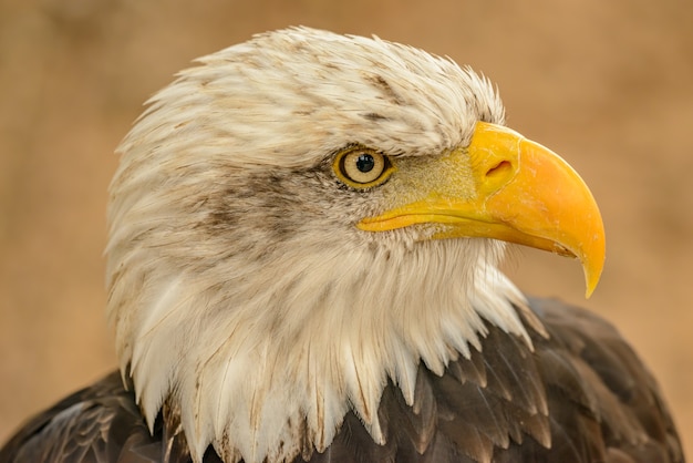 Foto retrato detalhado de uma águia careca no zoológico