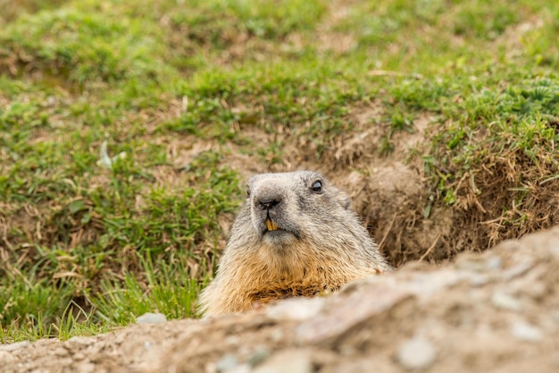 retrato del día de la marmota de marmota