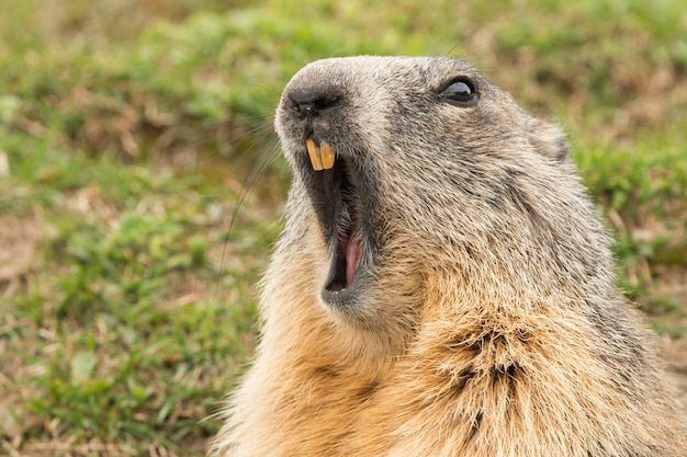 retrato del día de la marmota de marmota