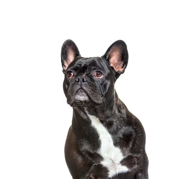 Retrato disparo a la cabeza de un Bulldog Francés mirando hacia arriba aislado en