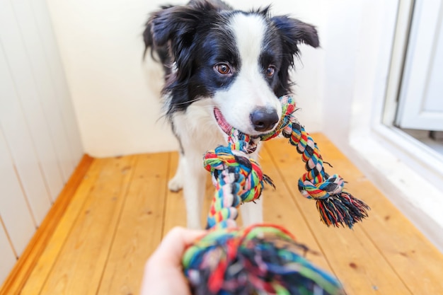 Retrato divertido del border collie lindo del perro de perrito smilling que sostiene el juguete colorido de la cuerda en boca. Nuevo miembro encantador de familia perrito en casa jugando con el dueño. Cuidado de mascotas y concepto de animales