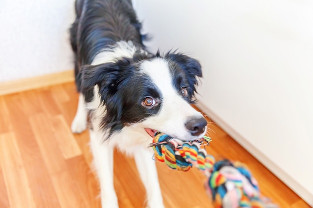 Retrato divertido del border collie sonriente lindo del perrito que sostiene el juguete colorido de la cuerda en boca. Nuevo miembro encantador de familia perrito en casa jugando con el dueño. Cuidado de mascotas y concepto de animales.