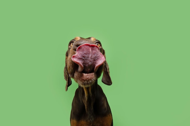 Retrato divertido cachorro hambriento lamiendo sus labios con lengua aislado sobre fondo verde