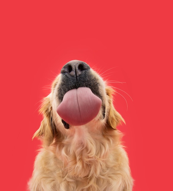 Retrato divertido cachorro labrador retriever hambriento lamiendo sus labios con lengua aislado sobre fondo rojo sólido