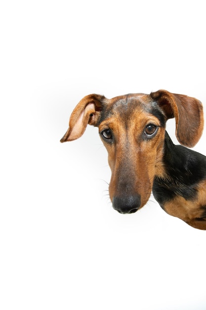 Retrato divertido y curioso cachorro de perro salchicha asomando desde detrás de una pancarta blanca aislada sobre fondo blanco