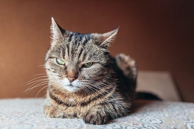 Retrato divertido gato atigrado doméstico de pelo corto arrogante relajante en casa en el interior