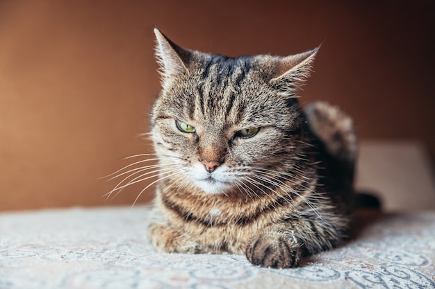 Retrato divertido gato atigrado doméstico de pelo corto arrogante relajante en casa