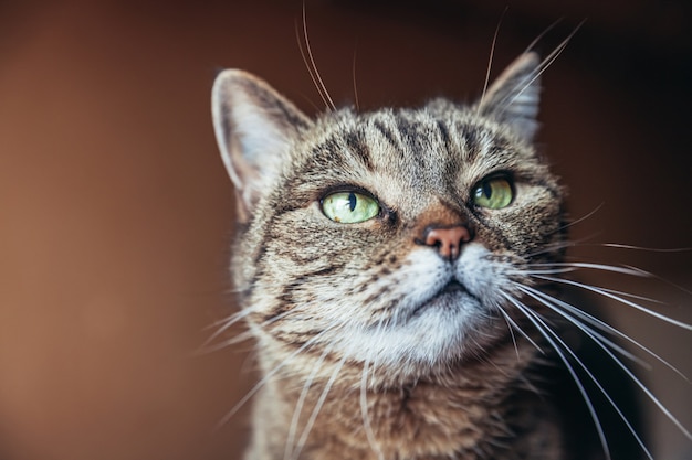 Retrato divertido gato atigrado doméstico de pelo corto arrogante sobre fondo marrón oscuro