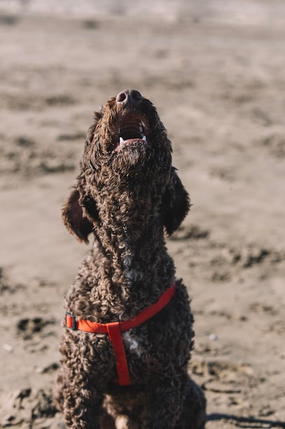 Retrato de un divertido perro de agua español ladrando en la arena