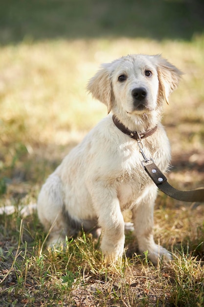 Retrato de divertido perro golden retriever húmedo. Cachorro de golden retriever mojado se sienta en la hierba verde