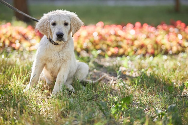 Retrato de divertido perro golden retriever húmedo. Cachorro de golden retriever mojado se sienta en la hierba verde