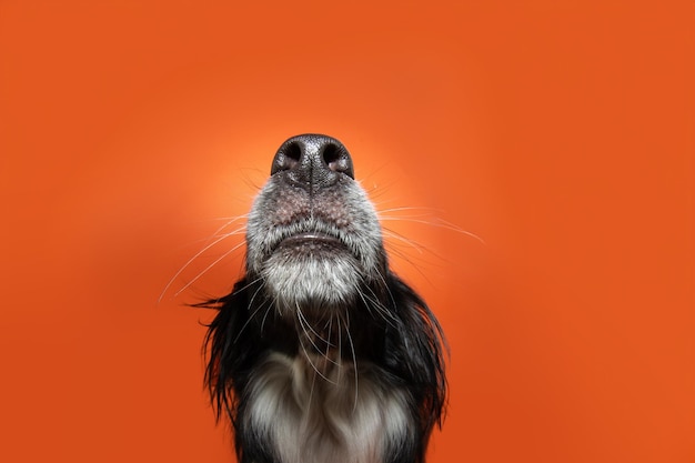 Foto retrato divertido primer cachorro perro mirando hacia arriba aislado sobre fondo de color naranja