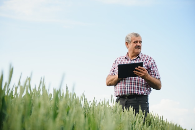 Retrato do agricultor agrônomo sênior no campo de trigo, olhando à distância