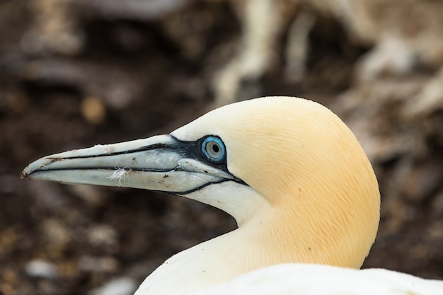 Retrato do albatroz-do-norte