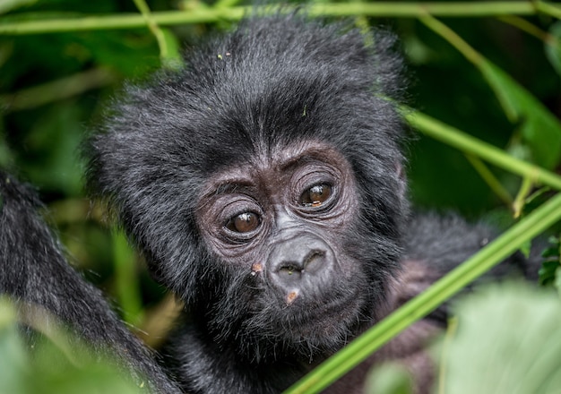 Retrato do bebê gorila da montanha. Uganda. Parque Nacional da Floresta Impenetrável de Bwindi.