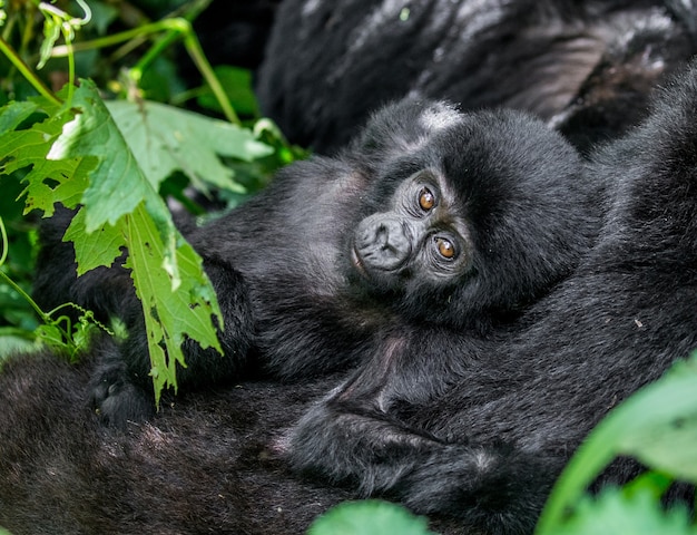 Retrato do bebê gorila da montanha. uganda. parque nacional da floresta impenetrável de bwindi.