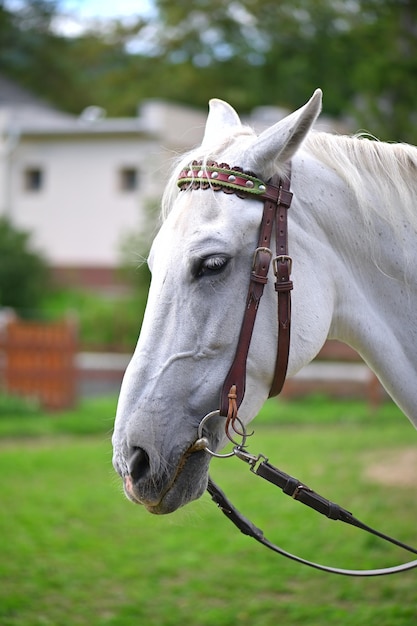Retrato do belo cavalo branco na fazenda da Eslováquia