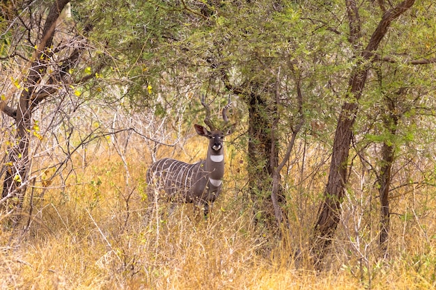 Retrato do belo kudu menor nos matagais de Meru, Quênia, África