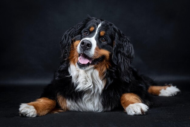 Retrato do bernese mountain dog