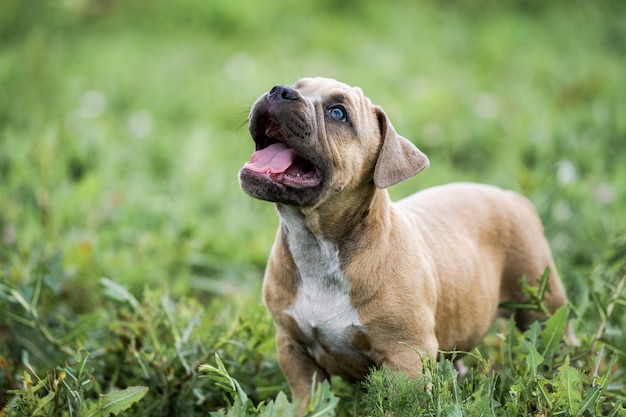 Retrato do buldogue americano na grama verde.