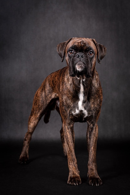 retrato do cachorro boxer