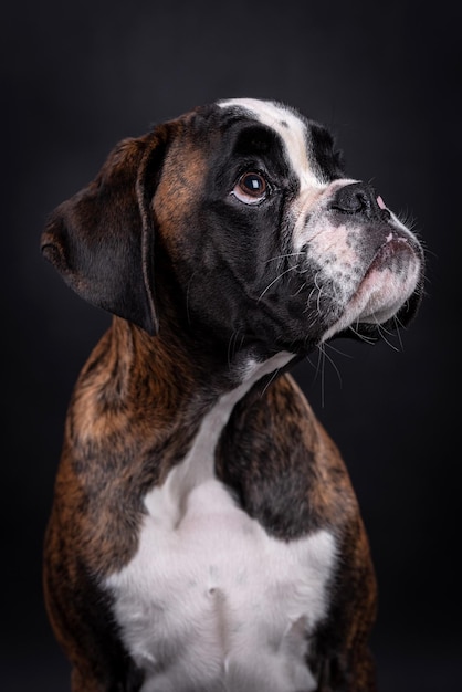 retrato do cachorro boxer