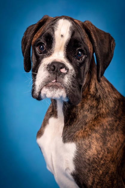 retrato do cachorro boxer