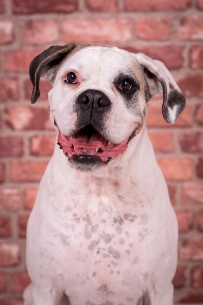 retrato do cachorro boxer