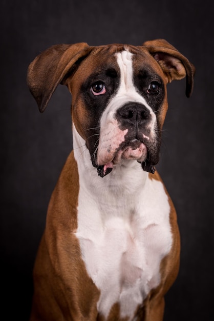 retrato do cachorro boxer