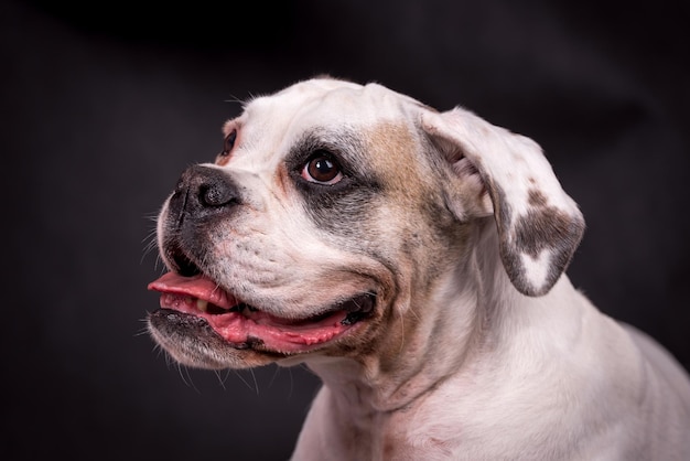 retrato do cachorro boxer