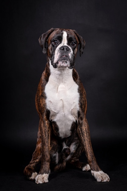 retrato do cachorro boxer