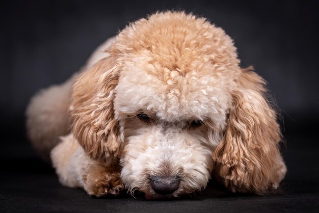 Foto retrato do cachorro poodle miniatura