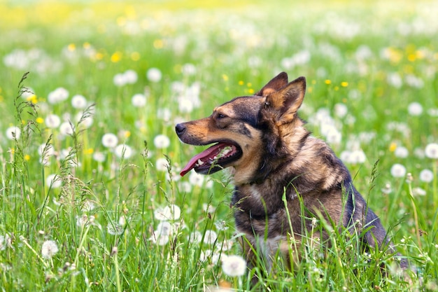 Retrato do cachorro sentado em um prado de dente de leão