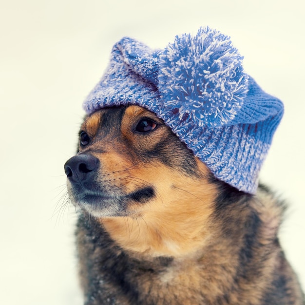 Retrato do cachorro usando chapéu de malha no inverno