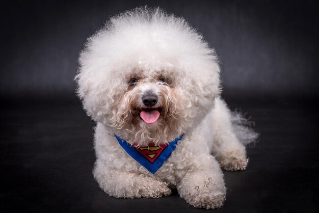 Foto retrato do cão bichon frise