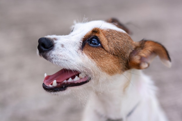 Retrato do cão da raça Jack Russell com a boca aberta Profundidade de campo rasa Vista de cima Horizontal