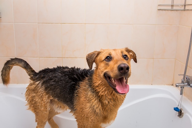 Retrato do cão engraçado raça misturada. Cachorro tomando banho de espuma, olhando para a câmera.