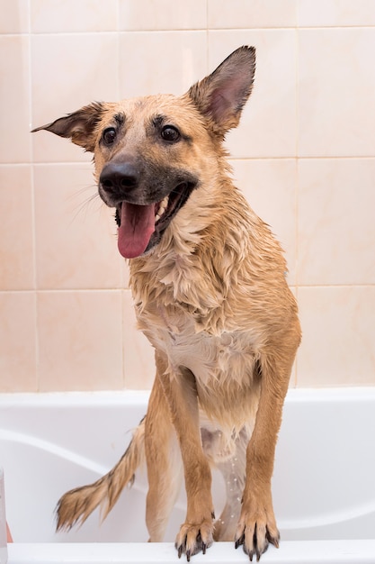 Retrato do cão engraçado sem raça definida