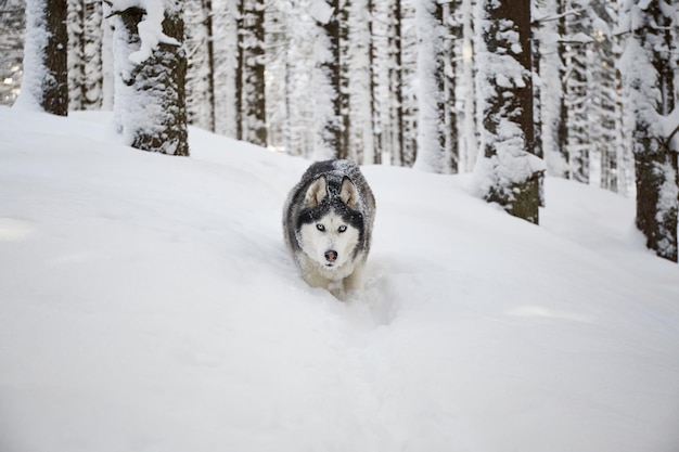 Retrato do cão Malamute do Alasca na neve caminhadas de inverno na floresta Carpathian montanhas Ucrânia