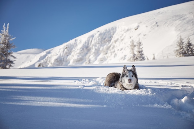 Retrato do cão malamute do alasca na neve caminhadas de inverno nas montanhas dos cárpatos ucrânia