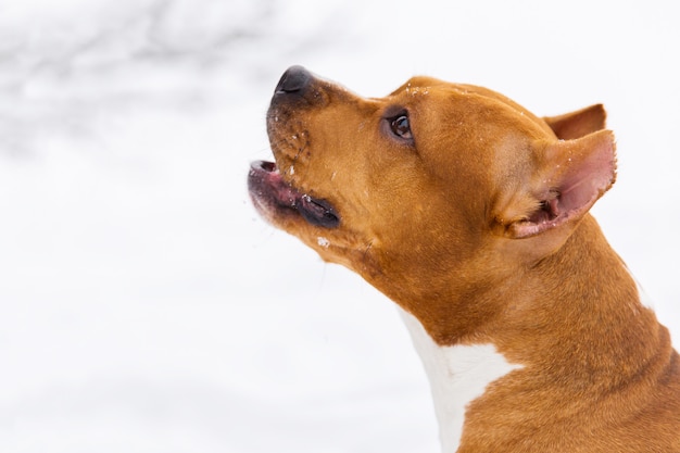 Retrato do cão marrom da pedigree na neve. Staffordshire terrier